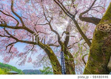 【桜素材】南信州・上ノ平城跡の一本桜【長野県】 98480446