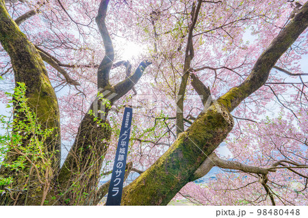 【桜素材】南信州・上ノ平城跡の一本桜【長野県】 98480448