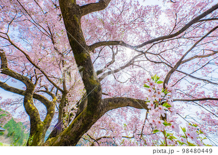 【桜素材】南信州・上ノ平城跡の一本桜【長野県】 98480449