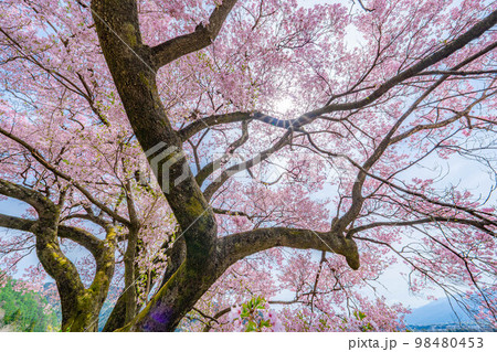 【桜素材】南信州・上ノ平城跡の一本桜【長野県】 98480453