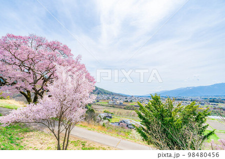 【桜素材】南信州・上ノ平城跡の一本桜【長野県】 98480456