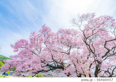 【桜素材】南信州・上ノ平城跡の一本桜【長野県】 98480457