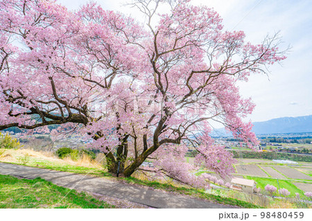 【桜素材】南信州・上ノ平城跡の一本桜【長野県】 98480459