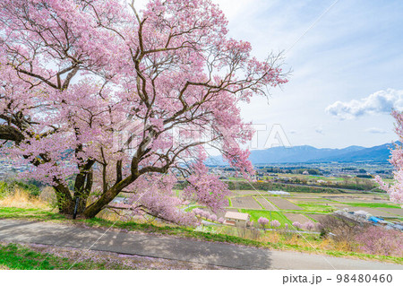 【桜素材】南信州・上ノ平城跡の一本桜【長野県】 【桜素材】南信州・上ノ平城跡の一本桜【長野県】 98480460