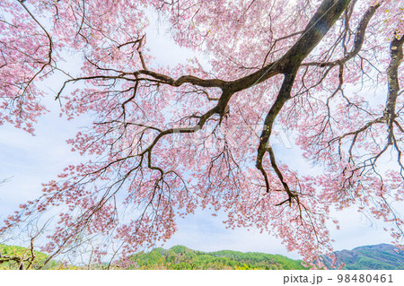 【桜素材】南信州・上ノ平城跡の一本桜【長野県】 【桜素材】南信州・上ノ平城跡の一本桜【長野県】 98480461