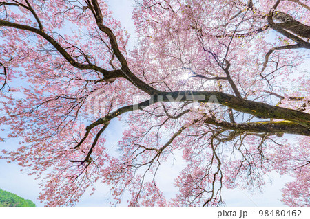 【桜素材】南信州・上ノ平城跡の一本桜【長野県】 【桜素材】南信州・上ノ平城跡の一本桜【長野県】 98480462
