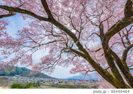 【桜素材】南信州・上ノ平城跡の一本桜【長野県】 98480464