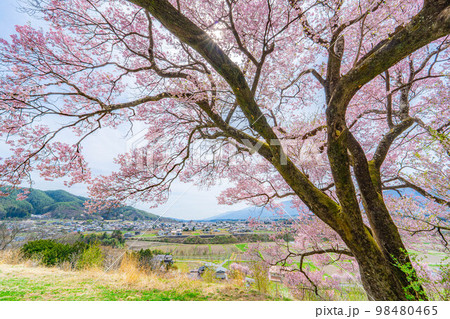 【桜素材】南信州・上ノ平城跡の一本桜【長野県】 98480465