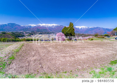 【春素材】南信州の一本桜・吉瀬のしだれ桜【長野県】 【春素材】南信州の一本桜・吉瀬のしだれ桜【長野県】 98480556