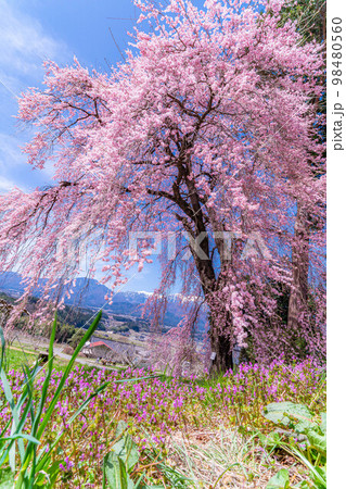 【春素材】南信州の一本桜・吉瀬のしだれ桜【長野県】 98480560
