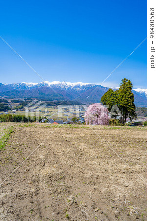 【春素材】南信州の一本桜・吉瀬のしだれ桜【長野県】 【春素材】南信州の一本桜・吉瀬のしだれ桜【長野県】 98480568