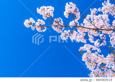 【桜素材】大町公園の桜と青空【長野県】 【桜素材】大町公園の桜と青空【長野県】 98480919