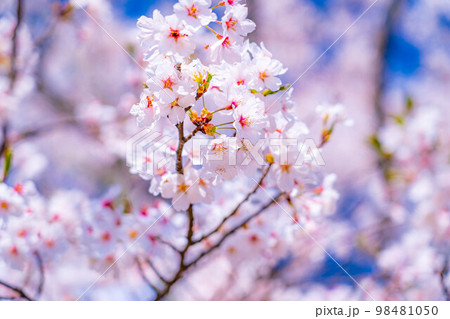 【桜素材】大町公園の桜【長野県】 【桜素材】大町公園の桜【長野県】 98481050