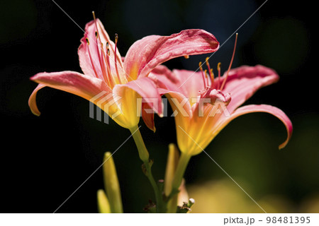 ピンクと黄色のデイリリー（ヘメロカリス）が咲いています。このデイリリーの名前はパトリシア・フェイです 98481395