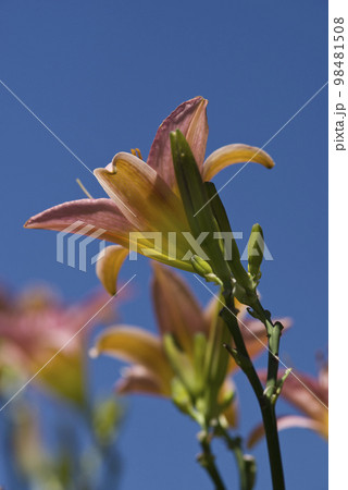 ピンク色のデイリリー（ヘメロカリス）が咲いています。このデイリリーの名前はテトラローマインです。 98481508