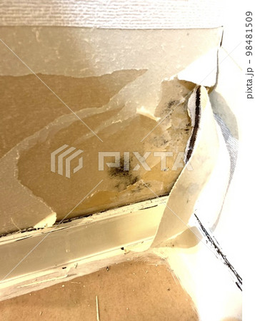 漏水による壁のカビ 漏水による壁のカビ 98481509