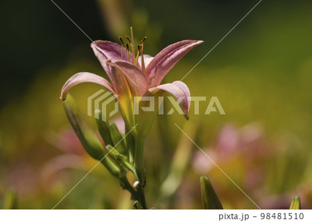 ピンク色のデイリリー(ヘメロカリス)が咲いています。このデイリリーの名前はテトラローマインです。 ピンク色のデイリリー(ヘメロカリス)が咲いています。このデイリリーの名前はテトラローマインです。 98481510