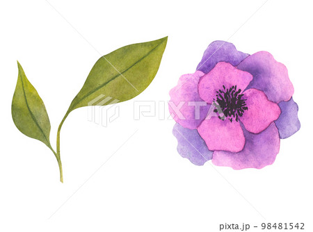 Set of watercolor flowers, hand drawn botanical illustration of flowers and leaves in magenta color. Set of watercolor flowers, hand drawn botanical illustration of flowers and leaves in magenta color. 98481542