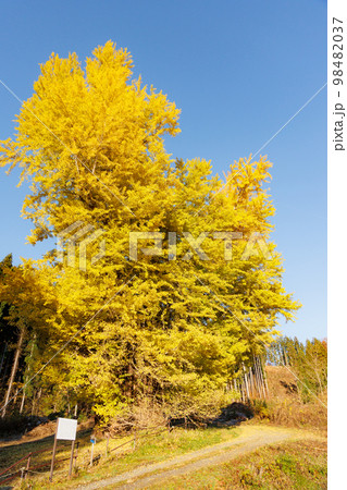 晴天落葉前満開の十和田法量のイチョウ（青森県十和田市） 98482037