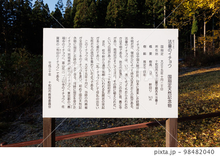 十和田法量のイチョウ(青森県十和田市)看板 十和田法量のイチョウ(青森県十和田市)看板 98482040