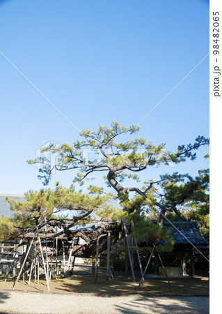 石川数正の墓所がある本宗寺の大松(愛知県岡崎市) 石川数正の墓所がある本宗寺の大松(愛知県岡崎市) 98482065