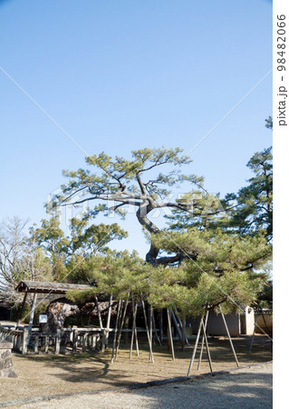 石川数正の墓所がある本宗寺の大松(愛知県岡崎市) 石川数正の墓所がある本宗寺の大松(愛知県岡崎市) 98482066