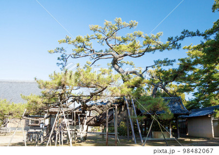 石川数正の墓所がある本宗寺の大松(愛知県岡崎市) 石川数正の墓所がある本宗寺の大松(愛知県岡崎市) 98482067