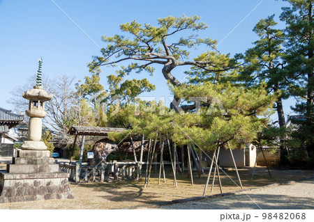 石川数正の墓所がある本宗寺の大松（愛知県岡崎市） 98482068