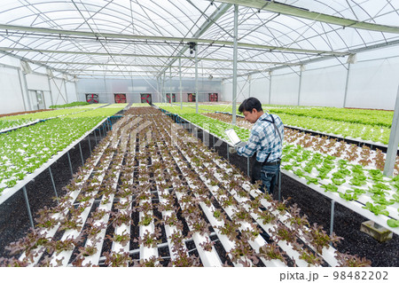 Male farmer using laptop examining quality of vegetable hydroponic at greenhouse 98482202