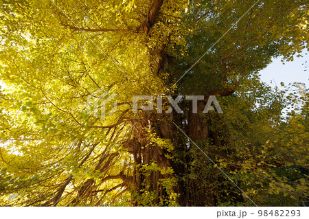 法量大イチョウの幹(青森県十和田市) 法量大イチョウの幹(青森県十和田市) 98482293