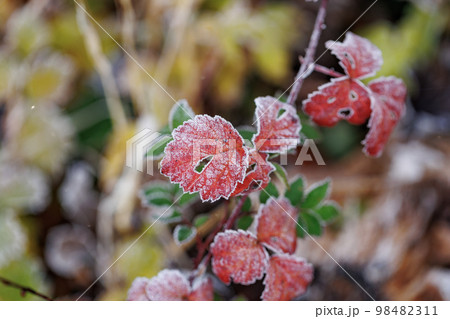 霜を被った法量の大イチョウの下の草(青森県十和田市) 霜を被った法量の大イチョウの下の草(青森県十和田市) 98482311
