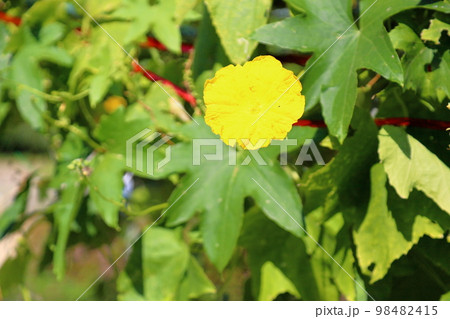 ヘチマの花 ヘチマの花 98482415