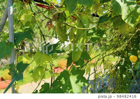 ヘチマの実 ヘチマの実 98482416