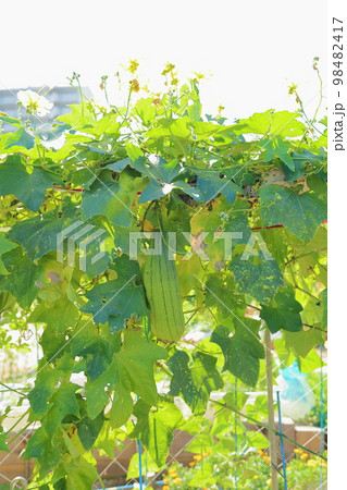 ヘチマの実 98482417