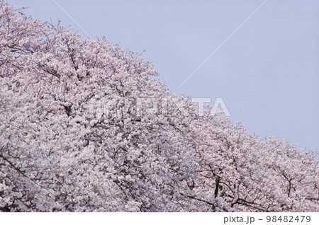 満開の桜 98482479