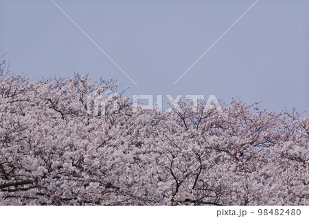満開の桜 満開の桜 98482480