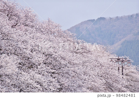 満開の桜 98482481