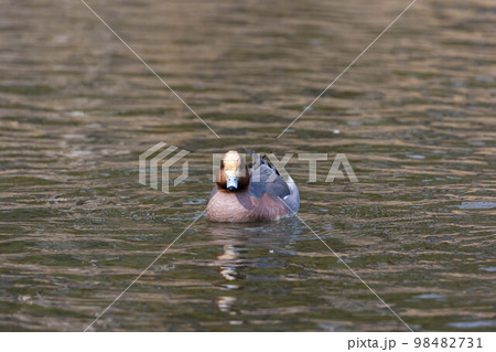 EOSR6.山口岩国、ガン見カモ。 98482731