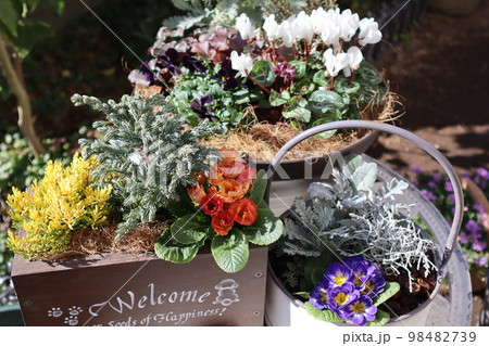 花の寄せ植え&花の寄せ鉢 花の寄せ植え&花の寄せ鉢 98482739