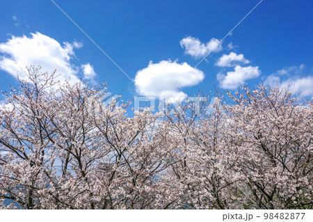 桜の花　春のイメージ 98482877