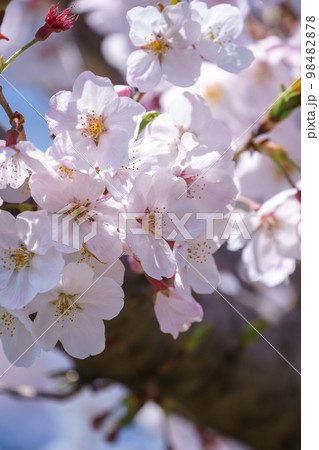 桜の花　春のイメージ 98482878