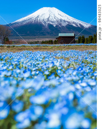 4月山梨・山中湖村 富士山と山中湖花の都公園のネモフィラ 4月山梨・山中湖村 富士山と山中湖花の都公園のネモフィラ 98483025