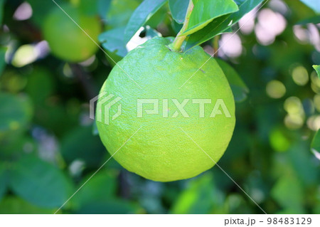 オオミレモンの実 オオミレモンの実 98483129