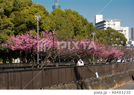 大横川親水公園河津桜 大横川親水公園河津桜 98483238