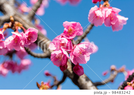 大横川親水公園河津桜 大横川親水公園河津桜 98483242