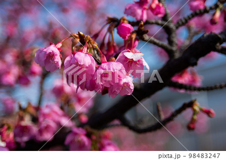 大横川親水公園河津桜 大横川親水公園河津桜 98483247