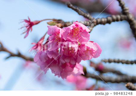 大横川親水公園河津桜 大横川親水公園河津桜 98483248