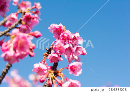 大横川親水公園河津桜 98483308