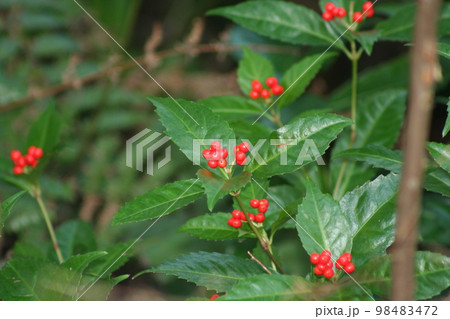 万両 万両 98483472