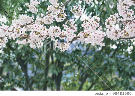 春 桜 お花見 98483600